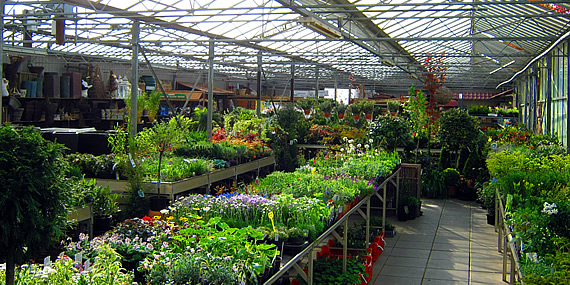 http://www.jansenhoveniers.nl/wp-content/uploads/2013/01/header-tuincentrum-570-285-01.jpg