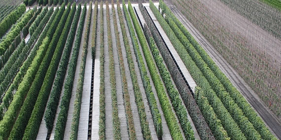 http://www.jansenhoveniers.nl/wp-content/uploads/2014/05/header-quickhedge-570-285-02.jpg