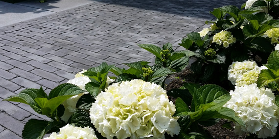 http://www.jansenhoveniers.nl/wp-content/uploads/2014/09/header-bestrating-570-285-03.jpg